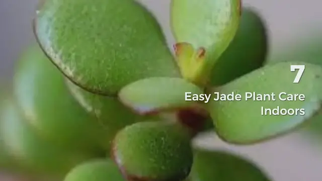 'Video thumbnail for 7 Easy Jade Plant Care Indoors'