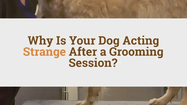 'Video thumbnail for Why Is Your Dog Acting Strange After a Grooming Session?'