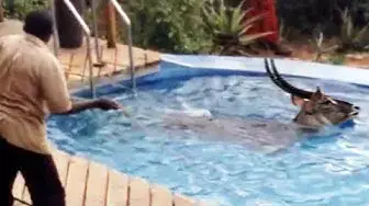 Video thumbnail for Saving a Waterbuck that is stuck in Water