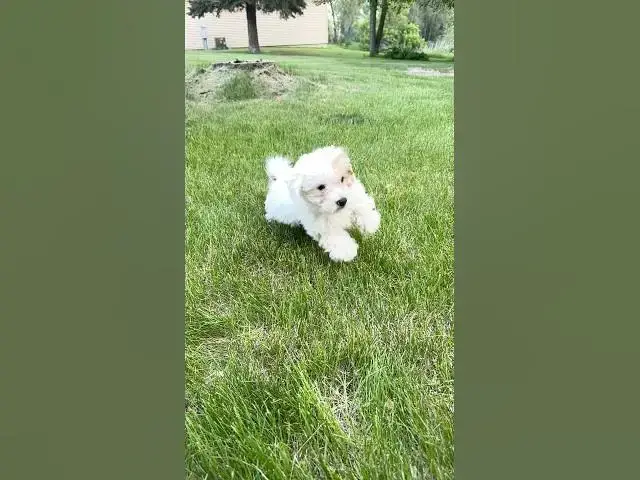 Video thumbnail for I’m a bad boy 🐶 #shorts