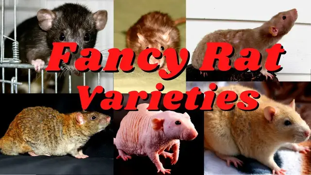 'Video thumbnail for Meet the 7 Unique Rat Types: From the Fluffy Dumbo to the Glossy Satin!'