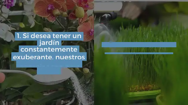 Video thumbnail for Con este ingrediente tendrás raíces muy fuertes y flores constantemente exuberantes.