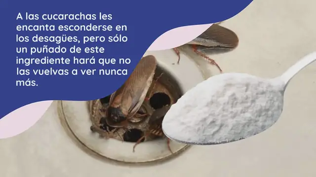 'Video thumbnail for Cucarachas, salen del desagüe: sólo un puñado y no las volverás a ver nunca más'