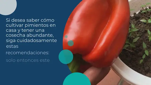 Video thumbnail for Cómo cultivar pimientos en casa: el secreto para tener una producción abundante.