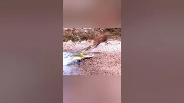 Video thumbnail for سرعة رد فعل الغزال مقابل سرعة إنقضاض التمساح ??لقطة تحبس الأنفاس