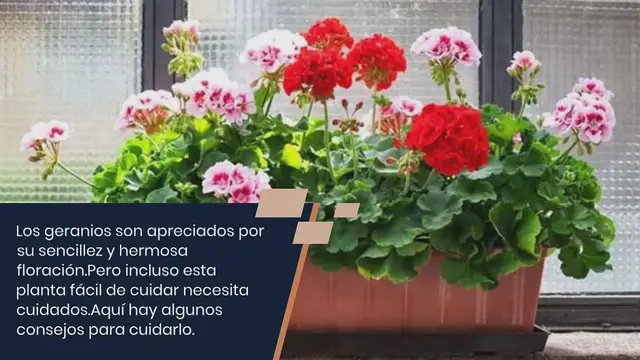 'Video thumbnail for Un truco de magia para que los geranios florezcan todo el año'