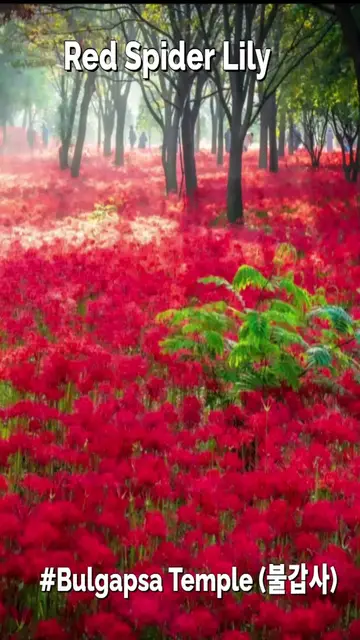 'Video thumbnail for Red Spider Lily Festival Korea -Bulgapsa'