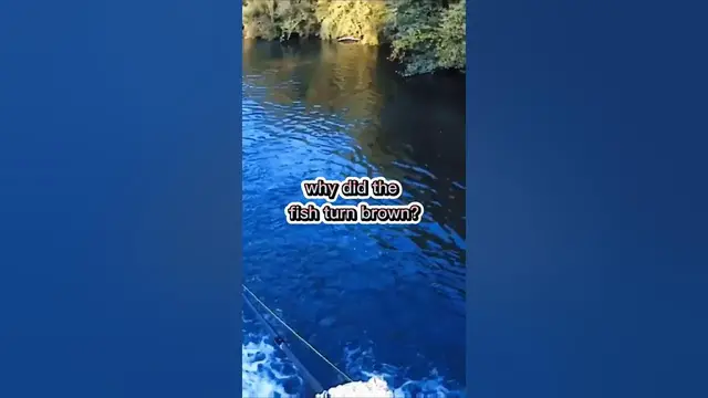 Video thumbnail for Fishing Joke 15 #jokes #fishingjokes #humor