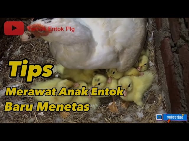 Video thumbnail for Tips Cara Merawat Anak Entok Baru Menetas Agar Tidak Mati | Eps. 2