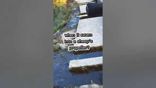 Video thumbnail for Fishing Joke 5 #jokes #fishingjokes #humor