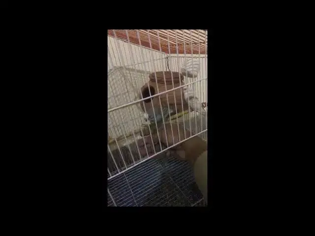 'Video thumbnail for HOW TO TAME A BUDGIE FIRST STEP'