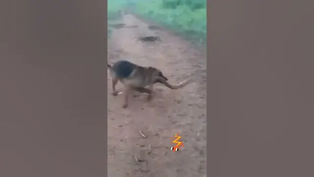 Video thumbnail for Electric eel shocks dog *shocking* #shocking  #fishing #animals