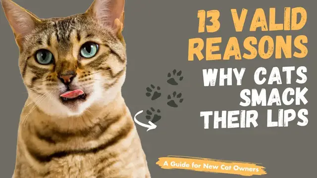 Video thumbnail for 13 Valid Reasons Why Cats Smack Their Lips