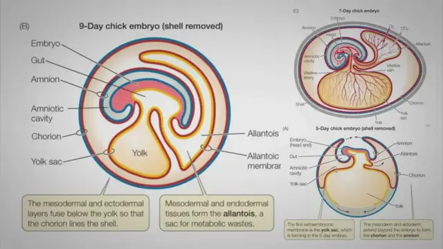 'Video thumbnail for Extra-embryonic Membranes in Chick – Definition, Types, Development, Functions'