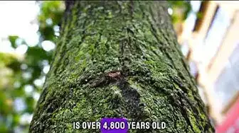 Video thumbnail for Title: Fascinating Facts About Trees: Unveiling Nature's Wonders