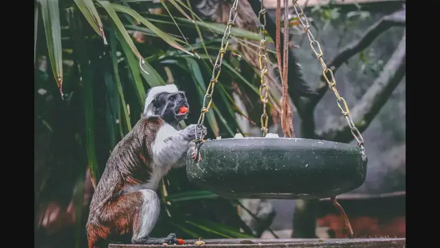 Video thumbnail for Swinging Through the Trees: Discovering the World of Monkeys tst