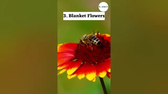 Video thumbnail for Good Companion Plants for Echinacea #farming #herbgarden #shorts