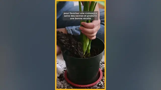 Video thumbnail for 🪴​🌺 Comment réussir vos PLANTATIONS en pots ! 🌿​🍀​​