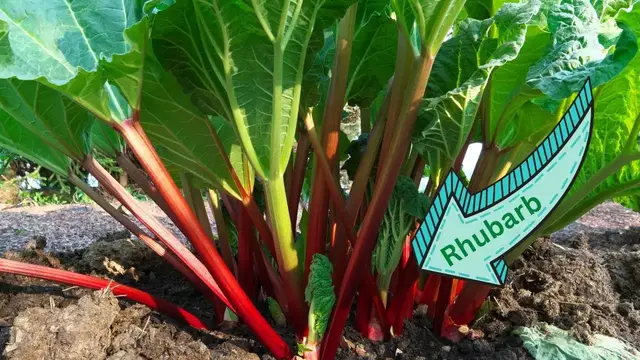 'Video thumbnail for Maximize Your Rhubarb Potential: Discover the Companion Plants That Boost Flavor and Production!'