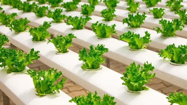 'Video thumbnail for 10 Best Hydroponic Plants For Easy Cultivation'