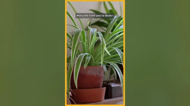 Video thumbnail for 🏘️​🪴Cette plante mystérieuse qui purifie l'air de votre maison​🌱​💯​