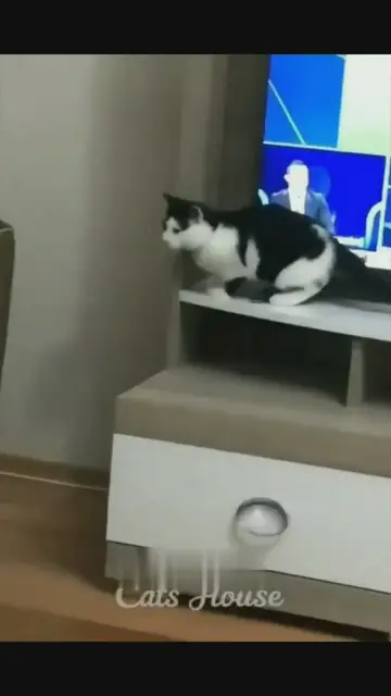 'Video thumbnail for Kompilasi Kucing Lucu ‼️ Ngakak Parah'