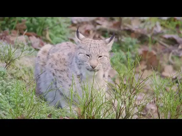 'Video thumbnail for Natürliche Feinde der Katzen'