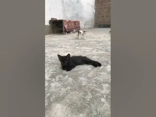 'Video thumbnail for kitten relaxing after playing'