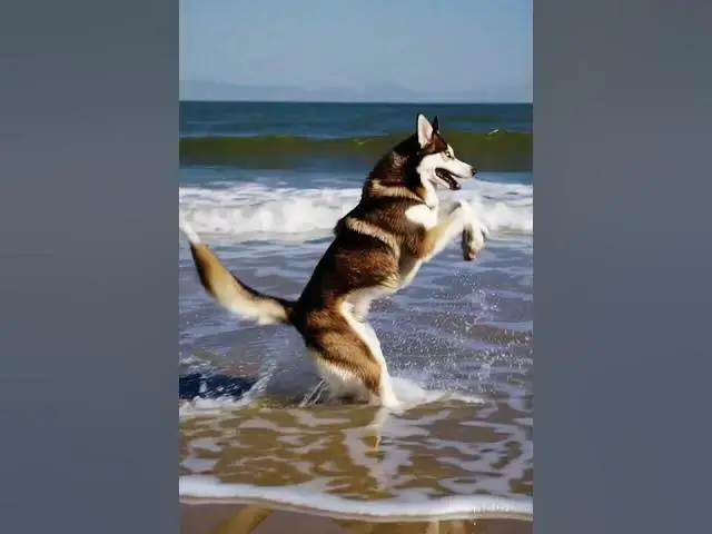 Video thumbnail for Rory the Golden Husky Running Around the Beach
