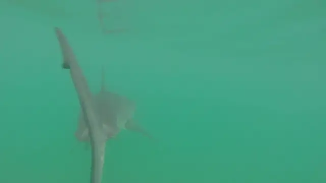 'Video thumbnail for Water surfers & Great white shark VS paddle surfers, who's the boss'