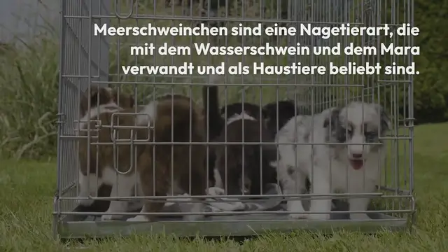 Video thumbnail for Meerschweinchen Lebenserwartung – Wie alt werden Meerschweinchen?