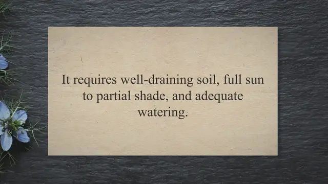 Video thumbnail for high noon tree peony