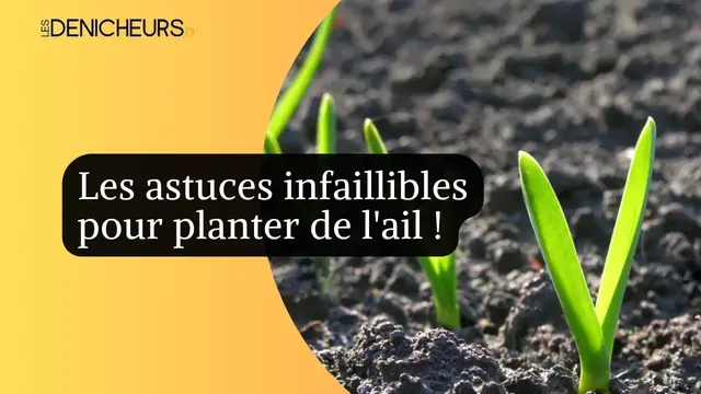 Video thumbnail for 🌾🌱Secrets de jardinage : le bon timing et les astuces infaillibles pour planter de l'ail