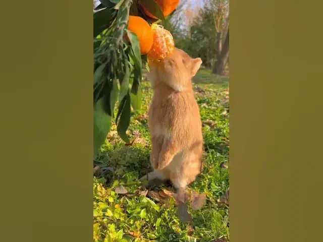 Video thumbnail for Rabbit eating orange #fruts   #eating #healthy  #rabbit #Rabbit eating #healthylifestyle