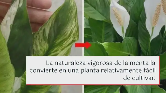 Video thumbnail for Cómo cultivar menta a partir de esquejes