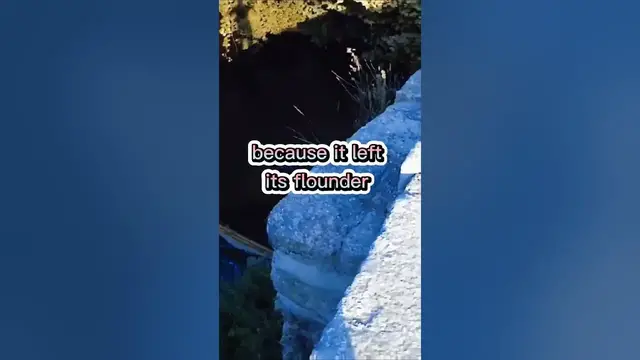 Video thumbnail for Fishing Joke 23 #jokes #fishingjokes #humor