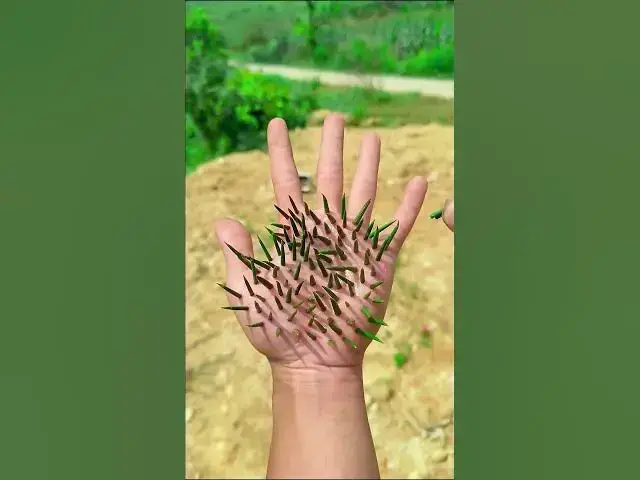 Video thumbnail for Survival Skills SMART idea and USEFUL in forest #bushcraft #camping #outdoors #survival 4