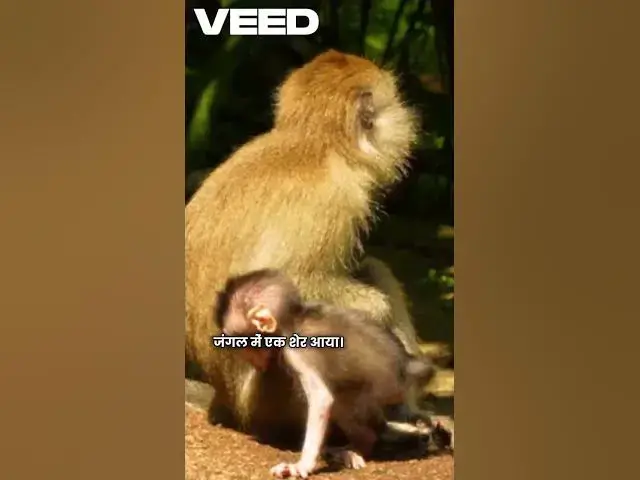 'Video thumbnail for 🐈🐒बंदर और बिल्ली की दोस्ती 🙉🐱🐒'