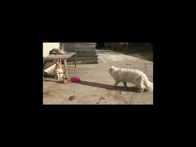'Video thumbnail for Persian cat in our house | Persian cat with stray cat'