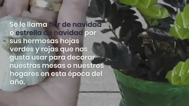 Video thumbnail for Flor de Navidad: descubre cómo plantar y mantener esta magnífica flor para conservarla todo el año: