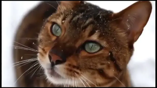 Video thumbnail for لمحبين القطط For lovers of cats