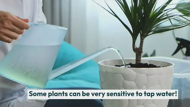 'Video thumbnail for Is Boiled Tap Water Good for Plants?'