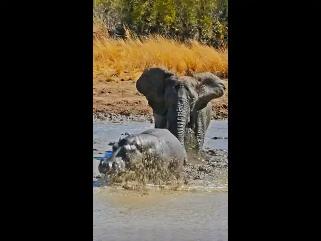 Video thumbnail for Angry Elephant Charges Hippo!