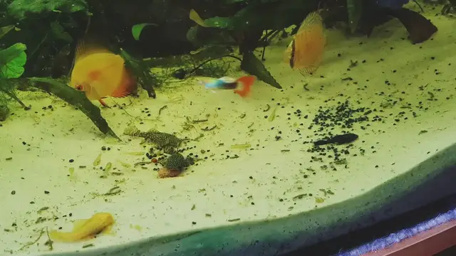Video thumbnail for Nano Planted tank
