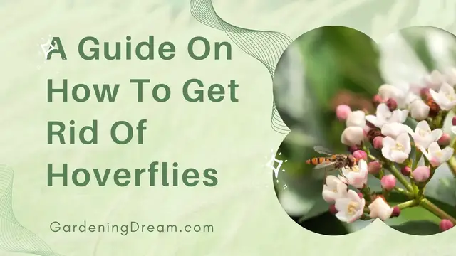 Video thumbnail for A Guide On How To Get Rid Of Hoverflies