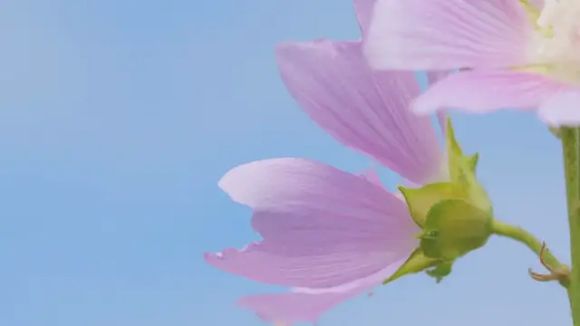 Video thumbnail for how to Grow Mallow flowers Seeds  Step By Step