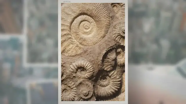 Video thumbnail for Why Do Fossils Only Form in Sedimentary Rocks?