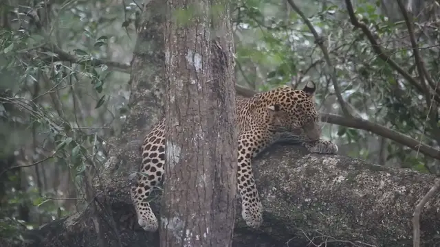 Video thumbnail for Leopard resting on a tree trunk in Wilpattu national park Sri Lanka #safari