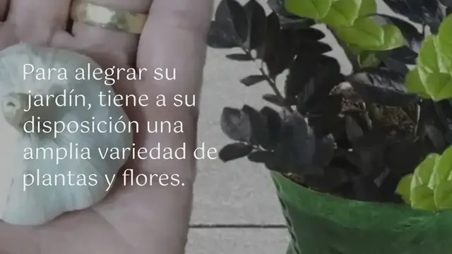 Video thumbnail for 6 plantas y flores negras para realzar tu jardín: