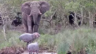 Video thumbnail for Massive Elephant vs 3 Baby Hippos